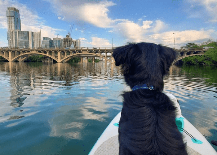 koso dog black dog on paddle board with a city scene