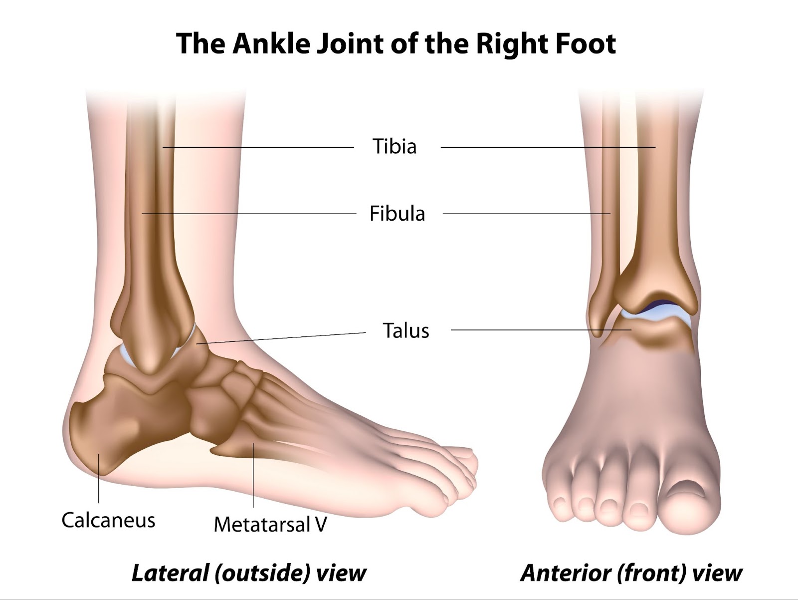 structure of the ankle diagram